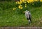 Heron stands at the edge of the lake