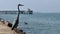 Heron stands on jetty as Pelicans and Seagulls can be seen in distance and on water.