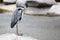 Heron stands on a stone and gets wet in the rain