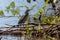 Heron (striated heron) hunting over the Sandoval lake. Tambopata, Peru