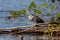 Heron (striated heron) hunting over the Sandoval lake. Tambopata, Peru