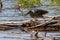 Heron (striated heron) hunting over the Sandoval lake. Tambopata, Peru