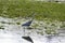 Heron strutting along the river bank looking for food