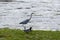 Heron strutting along the river bank looking for food