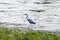 Heron strutting along the river bank looking for food