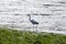 Heron strutting along the river bank looking for food