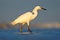 Heron with sun in the morning sunrise. Snowy Egret, Egretta thula, in the coast habitat. Bird with the dark blue sea. Heron in the