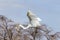 Heron takes off from the shore of the lake. Lake Baringo, Kenya