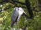 A heron on a tree branch