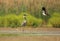 Heron versus Lapwing