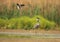 Heron versus Lapwing