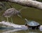 Heron vs Turtle