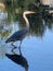 A heron wading through the calm water