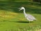 Heron wading in pool thick with green algae