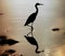 Heron Wading in Water