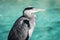 Heron waiting for a fish in the lake