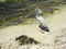 A Heron Waits For Lunch To Swim By