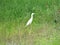 A heron walking in a grass field near watery area searching for food