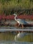 Heron walking in marsh