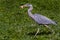 A Heron walking with prey