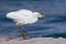 Heron walking by water