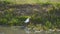 Heron walks swampy shore and flaps wings