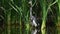 Heron in the water. The adult tricolored heron is fishing , known in North America as the Louisiana or small heron. Tricolored