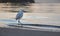 Heron, water bird walking near the sea