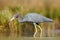 Heron with water grass. Little Blue Heron, Egretta caerulea, in the water, Mexico. Bird in the beautiful green river water. Wildli