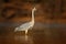 Heron in water, Mana Pools, Zimbabwe in Africa. Grey Heron, Ardea cinerea, Bird in the forest lake. Animal in the nature habitat,