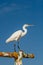 Heron White - Ardea Alba Standing on a Rusty Tubes