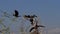 Heronry with African Darter, anhinga rufa, Adult taking off, in flight, Baringo Lake in Kenya,