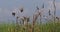 Heronry with anhinga, cormorant and great egret, Lake Baringo in Kenya, Real Time