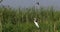 Heronry with anhinga and great egret, Lake Baringo in Kenya, Real Time