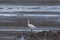 Herons on the beach are looking for food