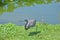 Herons are among the birds on the lake. A large and varied number of birds make lake Morton a home.