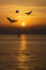 Herons birds silhouettes at sunset