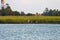 Herons on Coast by Wetland Marsh