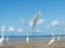 Herons on the edge of a beach looking for food. Seabird