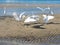 Herons on the edge of a beach looking for food. Seabird