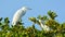 Herons and Egrets in a Tree