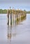 Herons on Fraser River Pilings