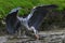 Herons, Great blue Heron, Scientific name: Ardeidae