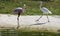 Herons in the Manjal das Garzas Park, Bel m, Brazil