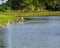 herons, pelicans, and ibis in the swamp