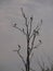 Herons on tree in Zambia