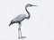 herons on white background. Ai Generated