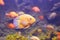 Heros efasciatus. Severum Cichlid swims in the aquarium.