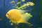 Heros efasciatus. Severum Cichlid swims in the aquarium. Heros severus swim in an aquarium.