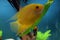 Heros efasciatus. Severum Cichlid swims in the aquarium. Heros severus swim in an aquarium.